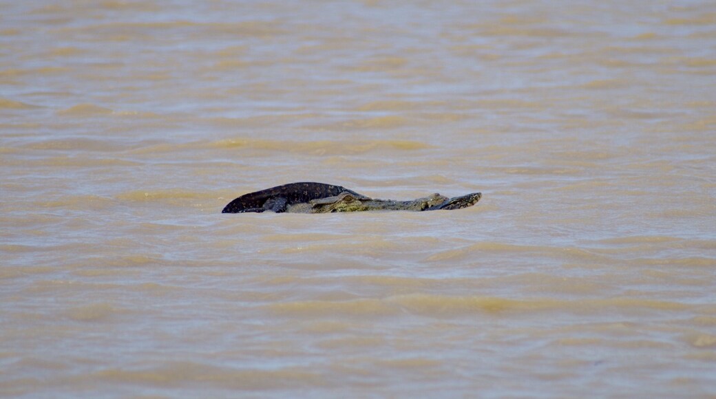 Capturing a crocodile with a monitor lizard in its mouth on the Kinabatangan River was a highlight of my trip to Borneo. Didn’t expect to see a crocodile let alone see it hunting in its natural habitat! #nature