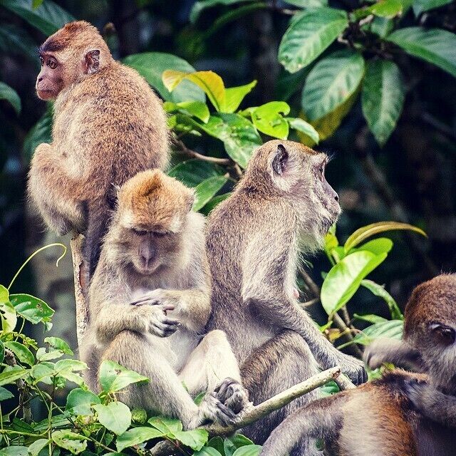 A group of monkeys sitting among green foliage.