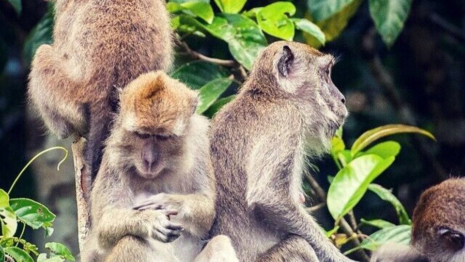 A group of monkeys sitting among green foliage.