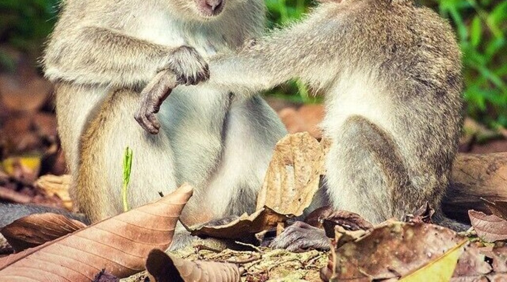 Families of Long tail and Pig tail monkeys congregate along the banks of the Kinabatangan River in the late afternoon and proceed to get up to all sorts of mischievous monkey business...
#bathtime #grooming #wildlife #monkeys #LongTail #kinabatangan #sabah #borneo #malaysia