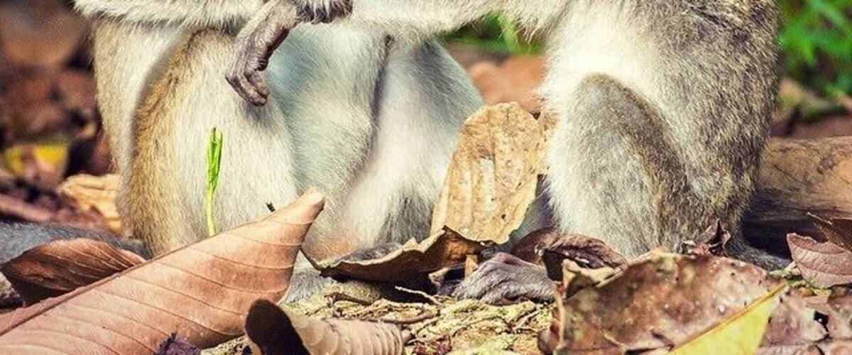 Families of Long tail and Pig tail monkeys congregate along the banks of the Kinabatangan River in the late afternoon and proceed to get up to all sorts of mischievous monkey business...
#bathtime #grooming #wildlife #monkeys #LongTail #kinabatangan #sabah #borneo #malaysia
