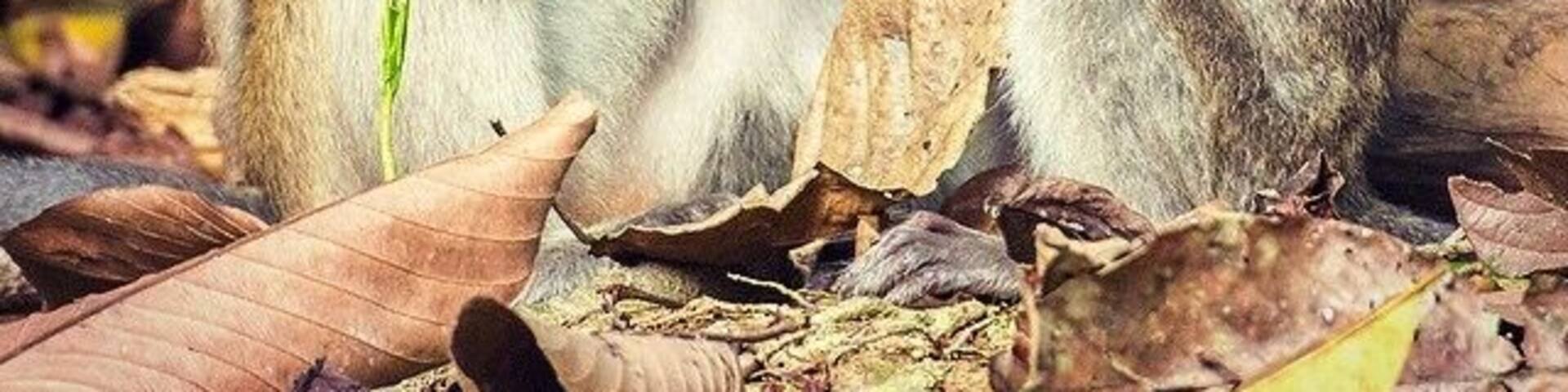 Families of Long tail and Pig tail monkeys congregate along the banks of the Kinabatangan River in the late afternoon and proceed to get up to all sorts of mischievous monkey business...
#bathtime #grooming #wildlife #monkeys #LongTail #kinabatangan #sabah #borneo #malaysia