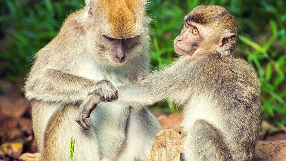 Two monkeys sitting on the ground surrounded by dry leaves and green foliage.
