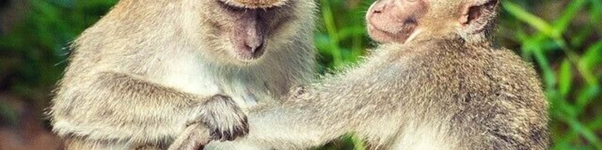Families of Long tail and Pig tail monkeys congregate along the banks of the Kinabatangan River in the late afternoon and proceed to get up to all sorts of mischievous monkey business...
#bathtime #grooming #wildlife #monkeys #LongTail #kinabatangan #sabah #borneo #malaysia