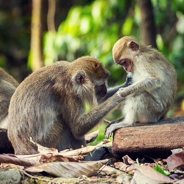 Families of Long tail and Pig tail monkeys congregate along the banks of the Kinabatangan River in the late afternoon and proceed to get up to all sorts of mischievous monkey business...  

#bathtime #grooming #wildlife #monkeys #LongTail #kinabatangan #sabah #borneo #malaysia