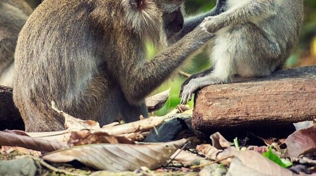 Families of Long tail and Pig tail monkeys congregate along the banks of the Kinabatangan River in the late afternoon and proceed to get up to all sorts of mischievous monkey business...
#bathtime #grooming #wildlife #monkeys #LongTail #kinabatangan #sabah #borneo #malaysia