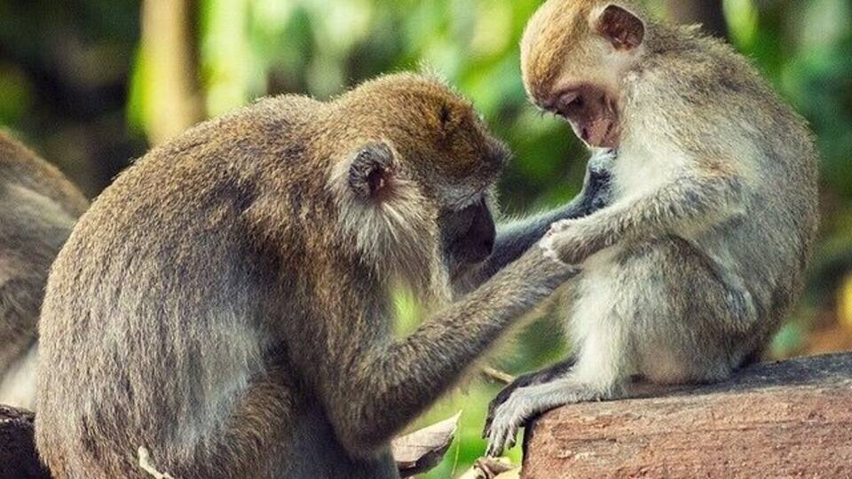 Two monkeys sitting on a log surrounded by dry leaves.