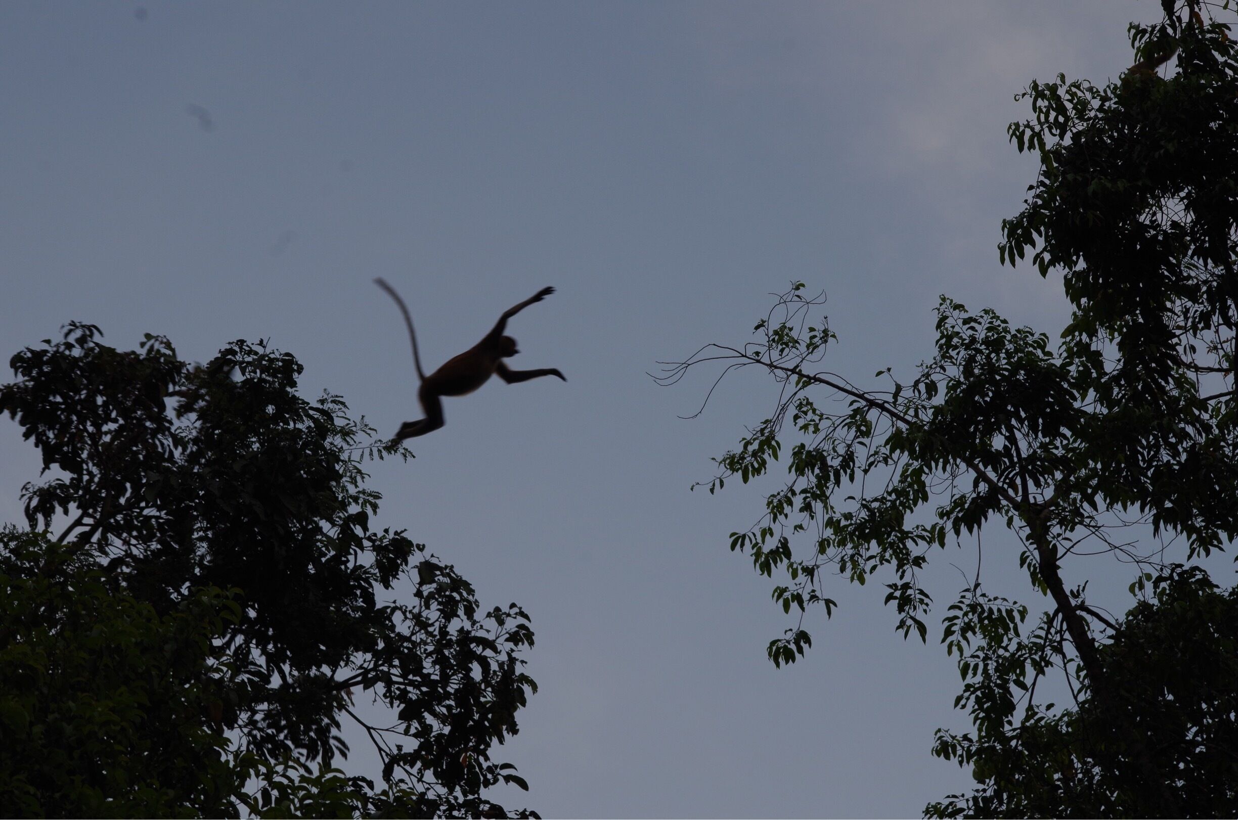 Proboscis monkey jumping through the trees to keep up with the others! So magical being able to watch them from a boat on a river cruise! #AboveItAll #GreatOutdoors #nature