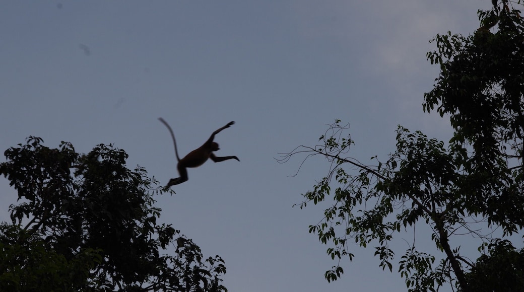 Proboscis monkey jumping through the trees to keep up with the others! So magical being able to watch them from a boat on a river cruise! #AboveItAll #GreatOutdoors #nature