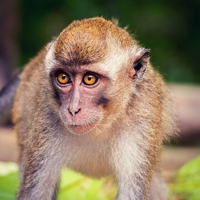 Families of Long tail and Pig tail monkeys congregate along the banks of the Kinabatangan River in the late afternoon and proceed to get up to all sorts of mischievous monkey business...

#wildlife #monkeys #LongTail #kinabatangan #sabah #borneo #malaysia