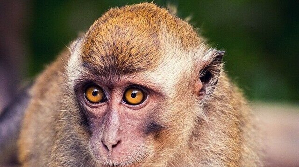 Families of Long tail and Pig tail monkeys congregate along the banks of the Kinabatangan River in the late afternoon and proceed to get up to all sorts of mischievous monkey business...
#wildlife #monkeys #LongTail #kinabatangan #sabah #borneo #malaysia