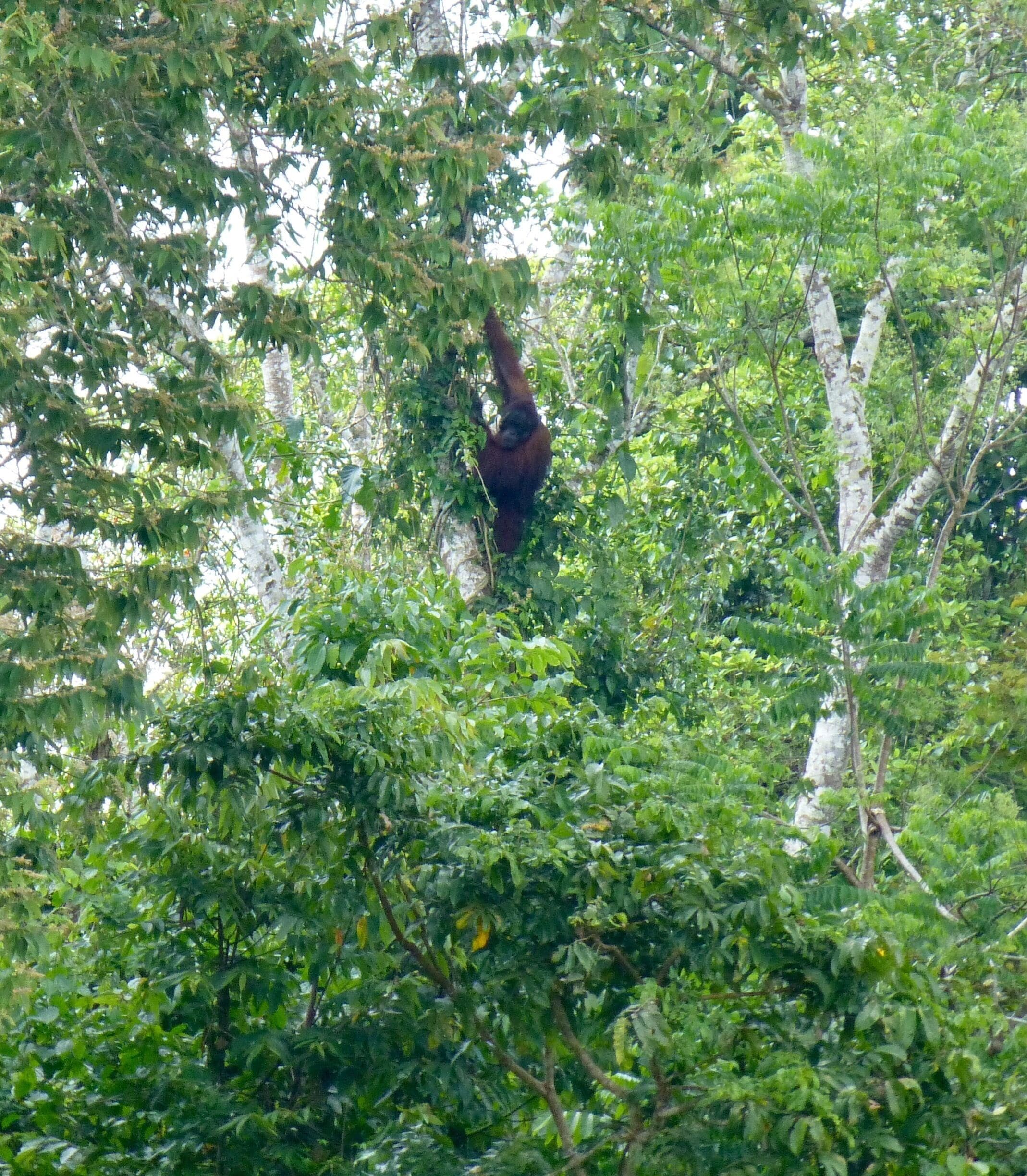 We spotted three wild orangutans on our river wildlife cruises! I cannot even begin to tell you the feeling when we spotted them! #GreatOutdoors #nature