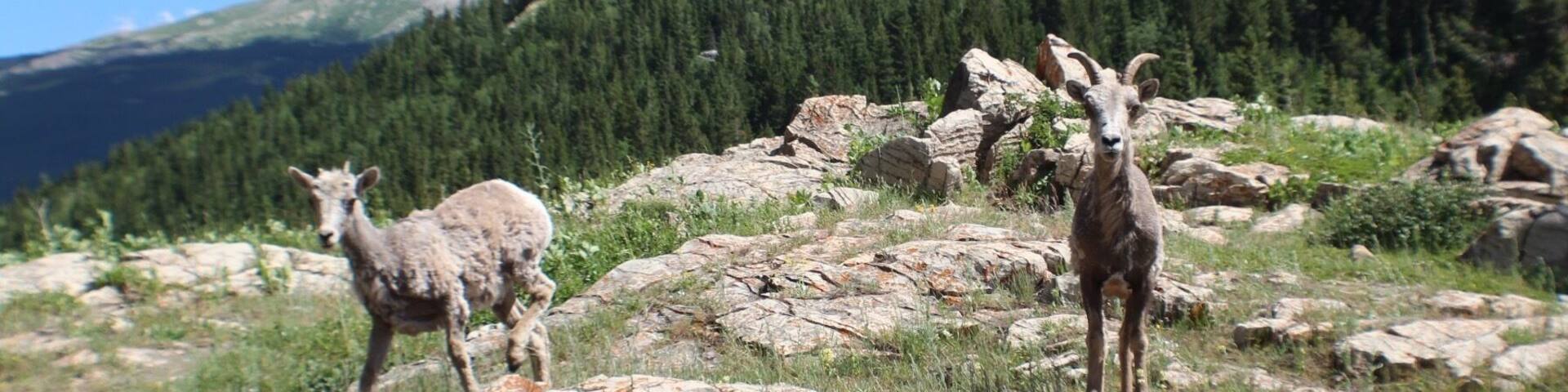 This was by far the most beautiful place I've been to. After I took this pic the sheep tried to ram me but it was worth it. I highly suggest if you like adventures that you go here!! #TakeAHike