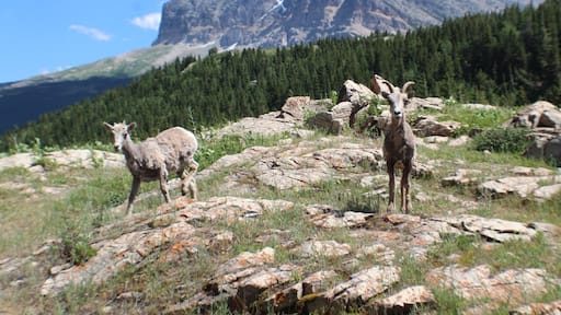 This was by far the most beautiful place I've been to. After I took this pic the sheep tried to ram me but it was worth it. I highly suggest if you like adventures that you go here!! #TakeAHike