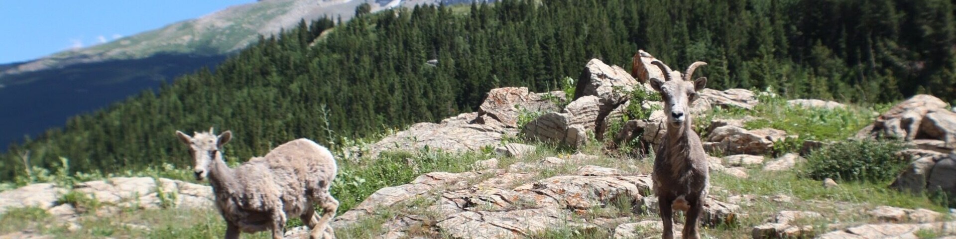 This was by far the most beautiful place I've been to. After I took this pic the sheep tried to ram me but it was worth it. I highly suggest if you like adventures that you go here!! #TakeAHike
