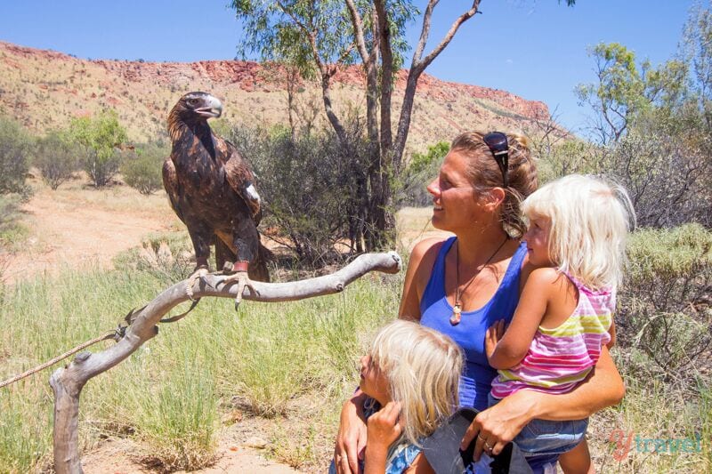 10 minutes outside of Alice Springs you can visit Desert Park and come face-to-face with birds of prey, like our Eagle friend here, plus discover many of the secrets of the Central Australian desert and take an easy walking trail through three desert habitats.
The Nocturnal Tour is recommended, go with a guide and spotlight some of the region's most rare and elusive animals.