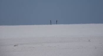 Between Coober Pedy and Alice springs you can find salt lakes. A nice stop to stretch your legs.