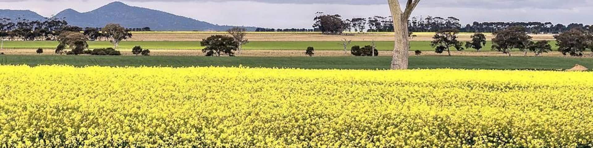 A couple of minutes drive off Ballan Road. You will see the fields along the road. Find your spot and shoot!