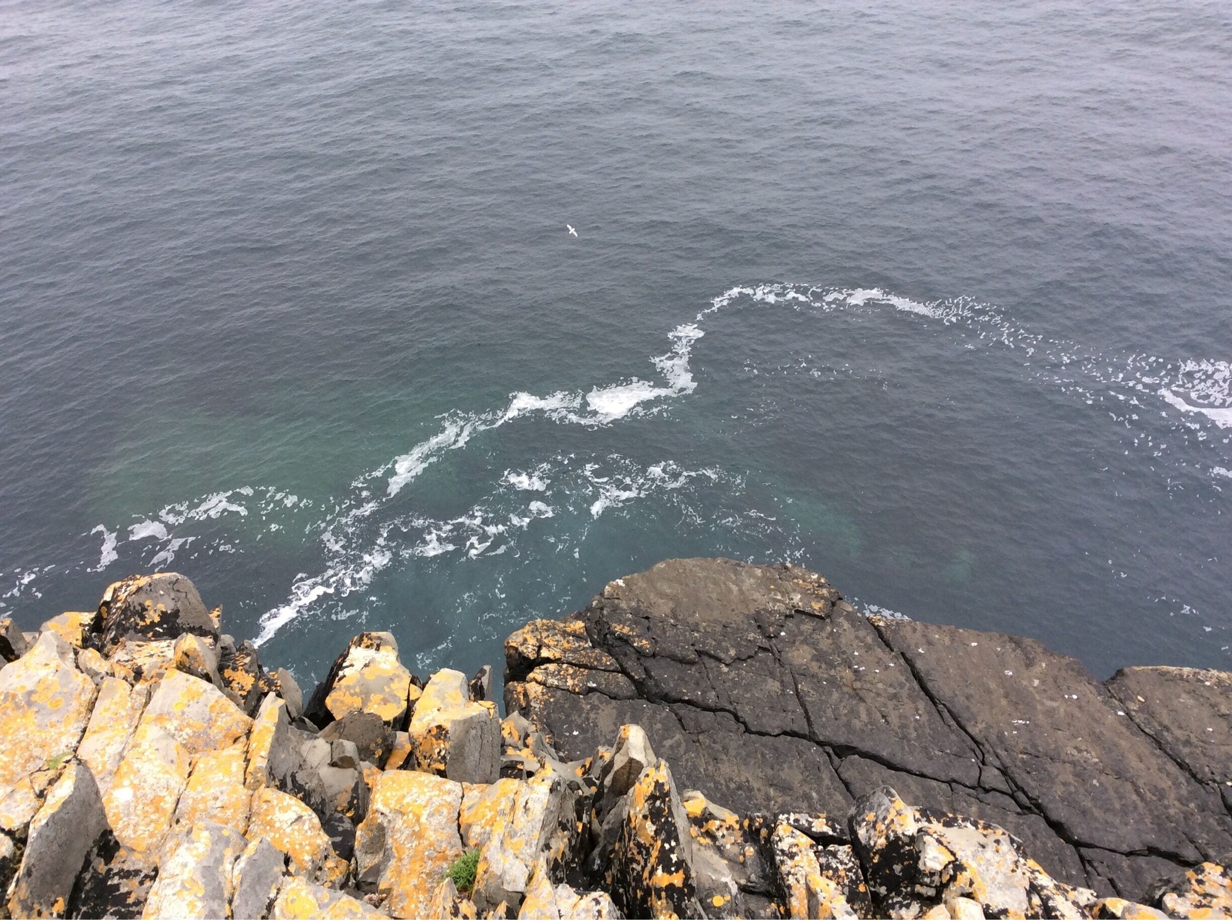 You might spot dolphins wandering around Loop Head (as we actually did that day) - but watch your step, as it's even easier to drop off into the Atlantic!