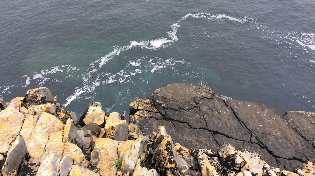 You might spot dolphins wandering around Loop Head (as we actually did that day) - but watch your step, as it's even easier to drop off into the Atlantic!