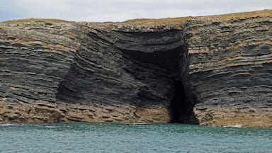 coast - Dolphin tour, Carrigaholt, co clare, ireland