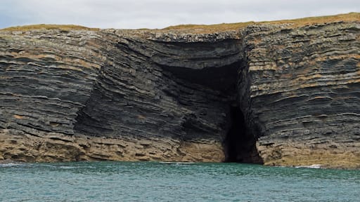 coast - Dolphin tour, Carrigaholt, co clare, ireland