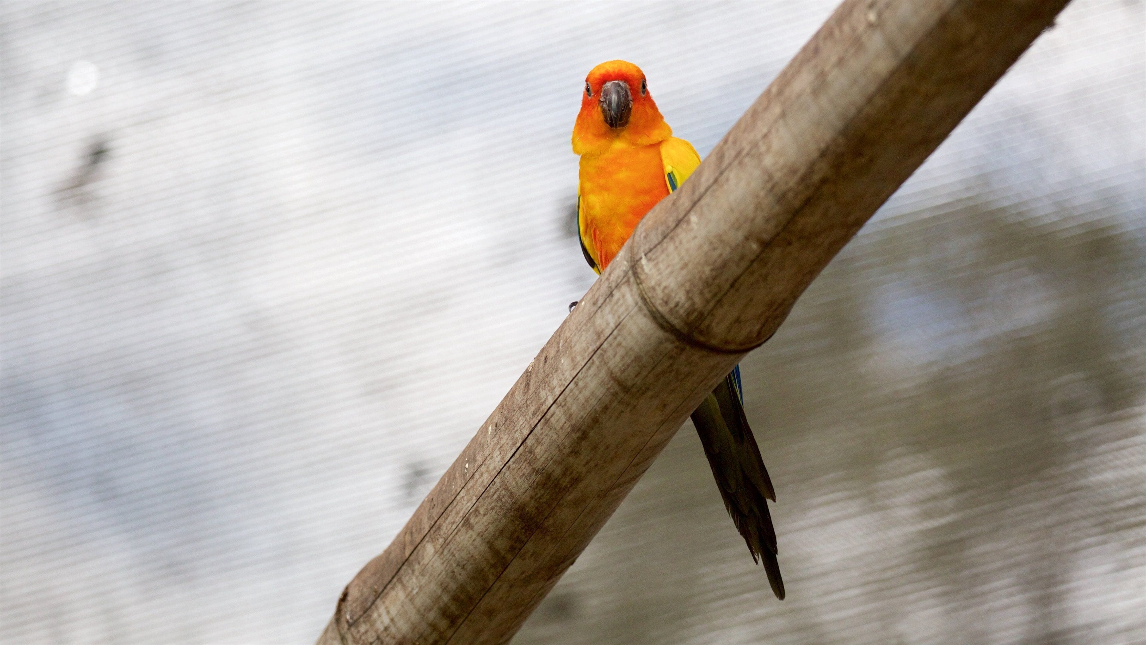 Apple Tree Creek featuring bird life and zoo animals