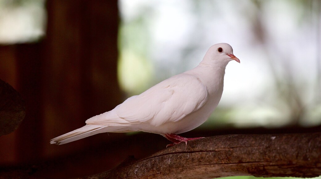 Apple Tree Creek which includes zoo animals and bird life