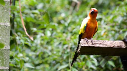 Apple Tree Creek showing zoo animals and bird life