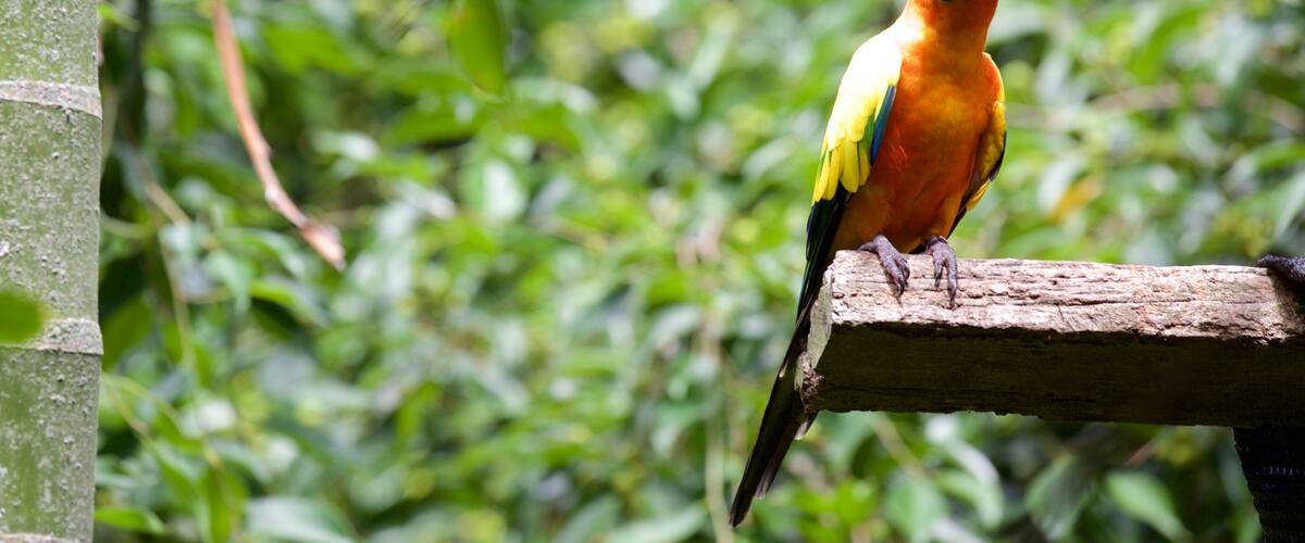 A vibrant parrot perched on a wooden beam amidst lush greenery.