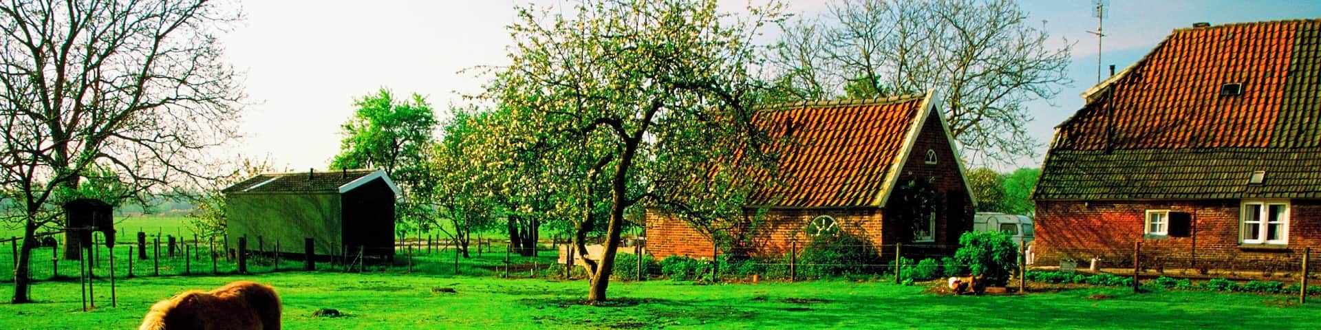 Horse and two ducks on a farm, Bronkhorst, Netherlands