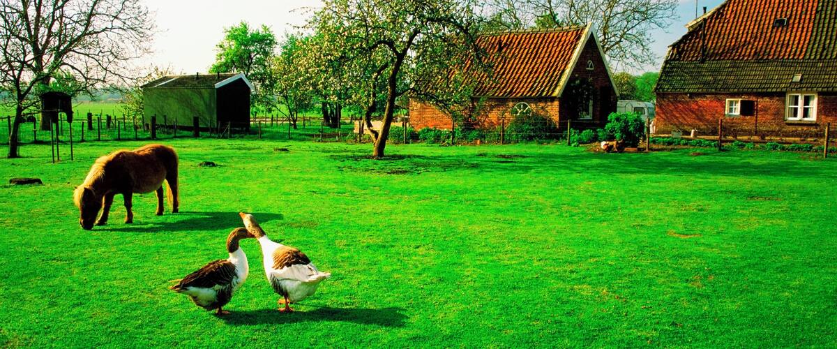 A green field with a horse and two geese, surrounded by farm buildings and trees.