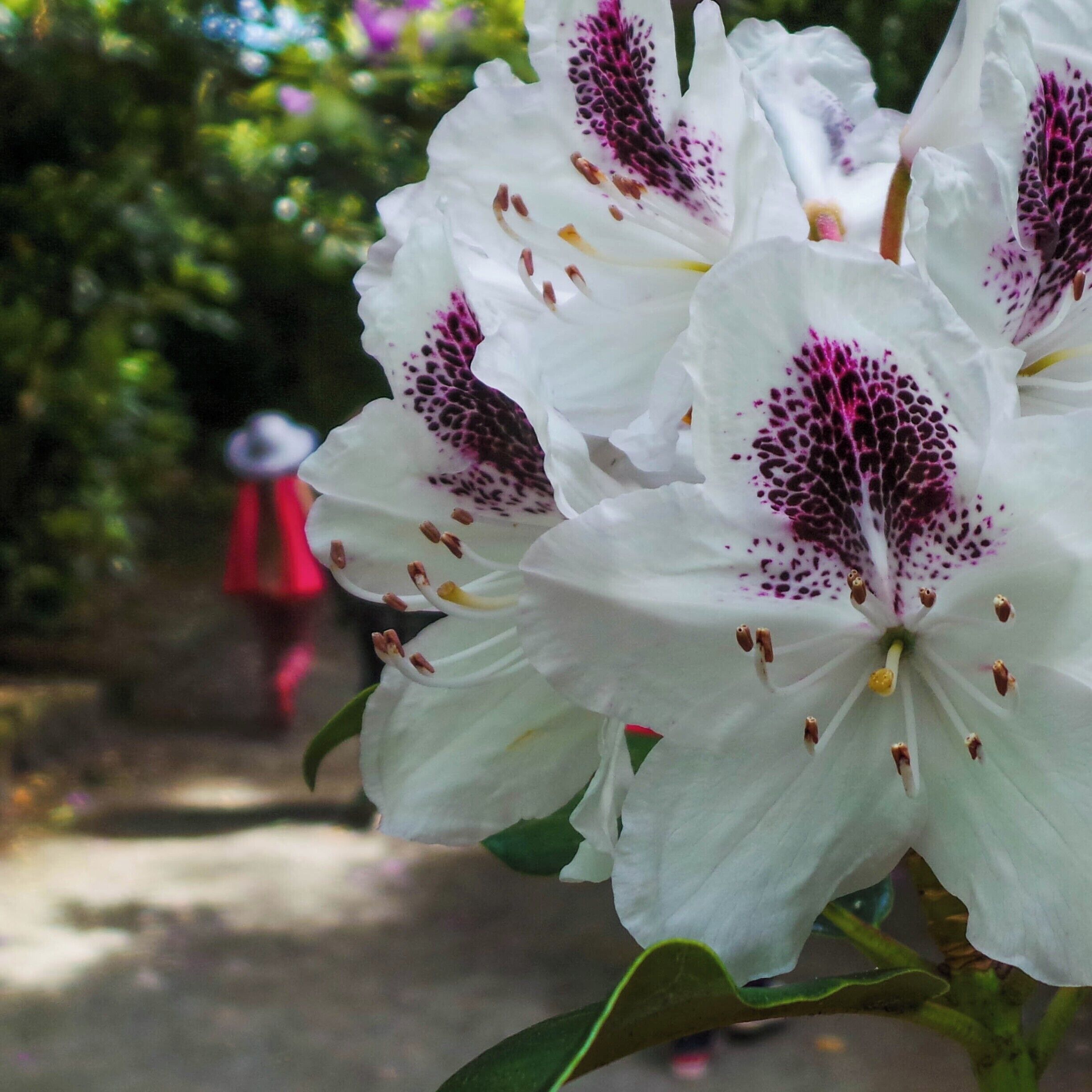 500-year-old oaks, roses and herbaceous plants fill this sprawling, riverside garden with lake.