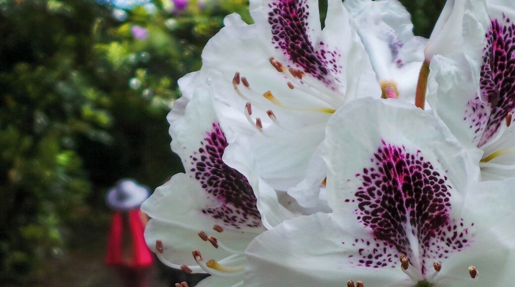 500-year-old oaks, roses and herbaceous plants fill this sprawling, riverside garden with lake.