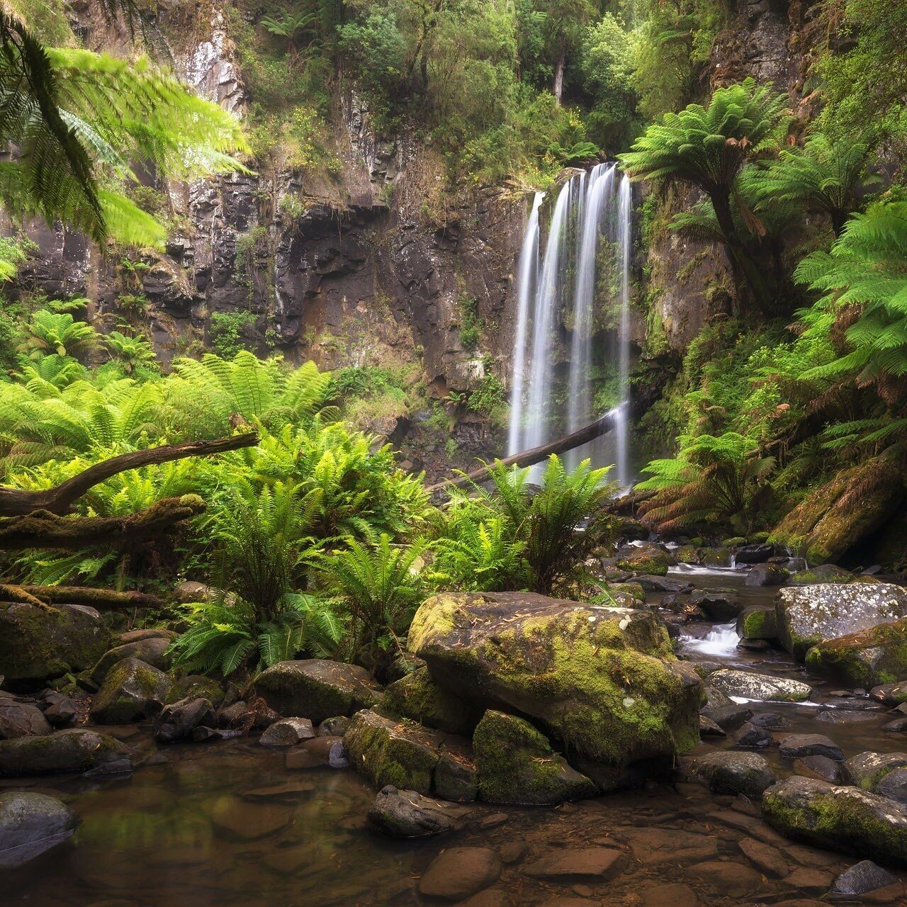 Hopetoun Falls are located in The Otways region of Victoria, Australia in between Apollo Bay and Port Campbell. This beauty is one of the most recognised and photographed waterfalls in the area and its not hard to see why. The waterfall plunges 30 metres into a pool at the base of the falls and is framed with beautiful lush greenery. Who could ask for more?... me of course, I wouldhave liked to seen more water flowing over the falls 😆
It was slightly overcast during my visit with intermittent rain, however as you can see this made for some pretty awesome light through the ferns and on the moss covered rocks.