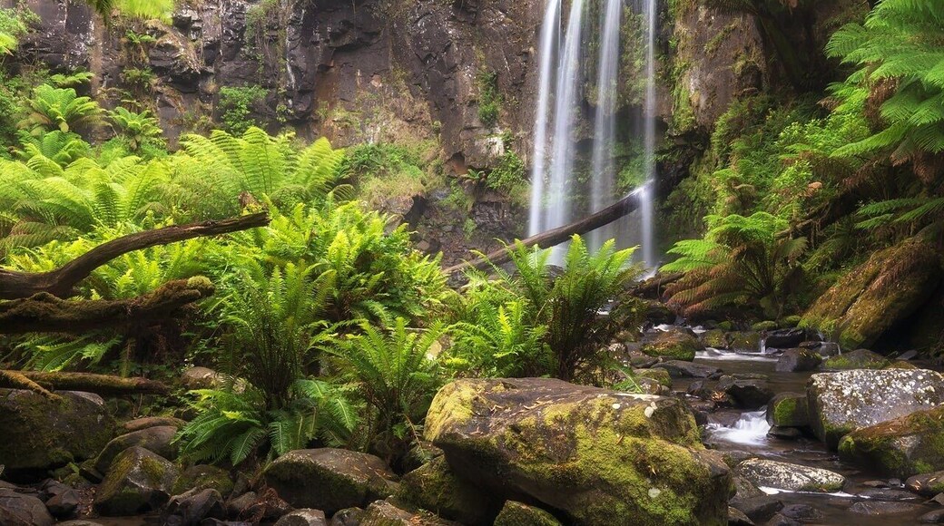 Hopetoun Falls are located in The Otways region of Victoria, Australia in between Apollo Bay and Port Campbell. This beauty is one of the most recognised and photographed waterfalls in the area and its not hard to see why. The waterfall plunges 30 metres into a pool at the base of the falls and is framed with beautiful lush greenery. Who could ask for more?... me of course, I wouldhave liked to seen more water flowing over the falls 😆
It was slightly overcast during my visit with intermittent rain, however as you can see this made for some pretty awesome light through the ferns and on the moss covered rocks.