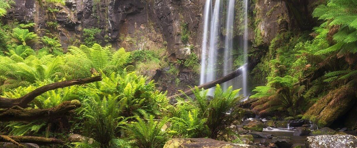 Hopetoun Falls are located in The Otways region of Victoria, Australia in between Apollo Bay and Port Campbell. This beauty is one of the most recognised and photographed waterfalls in the area and its not hard to see why. The waterfall plunges 30 metres into a pool at the base of the falls and is framed with beautiful lush greenery. Who could ask for more?... me of course, I wouldhave liked to seen more water flowing over the falls 😆
It was slightly overcast during my visit with intermittent rain, however as you can see this made for some pretty awesome light through the ferns and on the moss covered rocks.