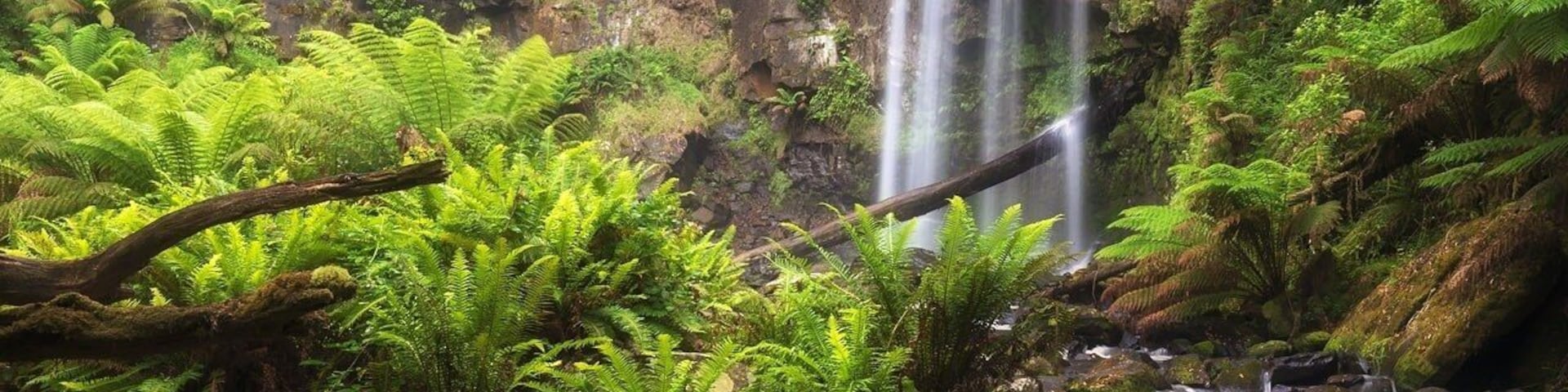 Hopetoun Falls are located in The Otways region of Victoria, Australia in between Apollo Bay and Port Campbell. This beauty is one of the most recognised and photographed waterfalls in the area and its not hard to see why. The waterfall plunges 30 metres into a pool at the base of the falls and is framed with beautiful lush greenery. Who could ask for more?... me of course, I wouldhave liked to seen more water flowing over the falls 😆
It was slightly overcast during my visit with intermittent rain, however as you can see this made for some pretty awesome light through the ferns and on the moss covered rocks.