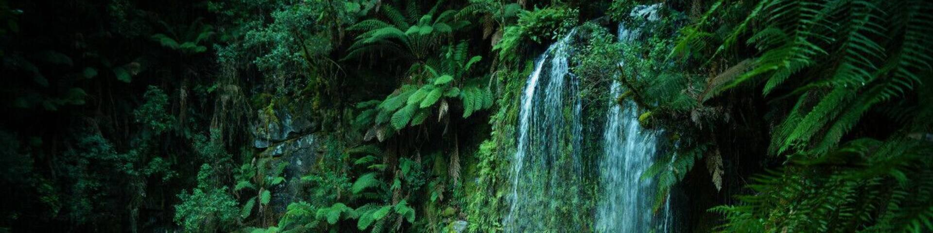 A waterfall surrounded by lush green ferns and dense forest.