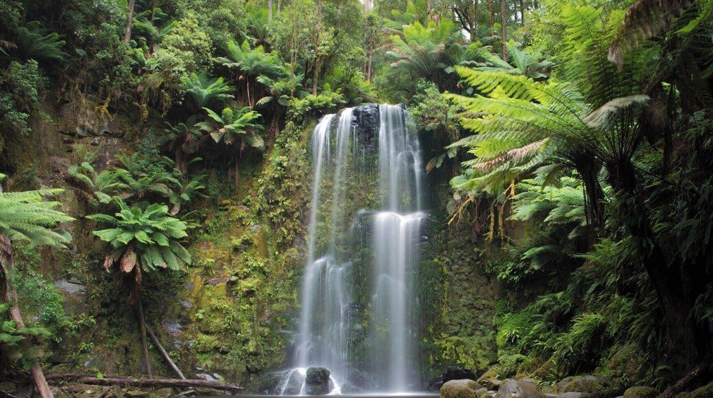 Spend a little quiet time in the Otway Ranges of Sth Western Victoria at these delightful falls. They appear out of the bush after a short walk down into the gully in the Aire Valley near Beech Forest. The Aire Valley is a mixture of native old growth forest and plantation timber for the nearby sawmills.