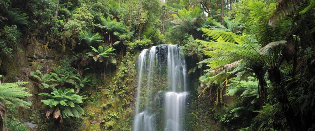 A lush forest with a waterfall cascading down moss-covered rocks.