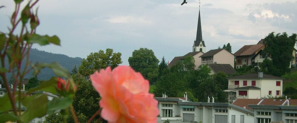 A pink rose in the foreground with a church and residential buildings in the background.