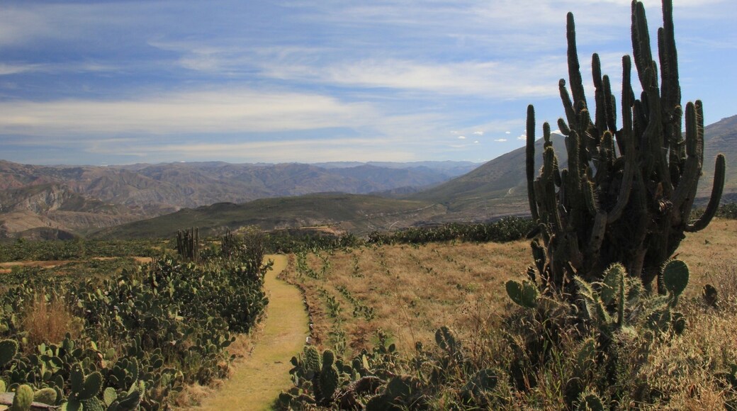 Located 22 kilometres north-east of Ayacucho, on the road to Quinua, the Wari ruins cover some 16 square kilometres in an isolated, elevated location in the middle of the biggest cactus forest I’ve ever seen.
The Wari were an ancient civilisation who flourished between 600 AD and 1100 AD, long before the Incas arrived. Their empire extended north beyond Chiclayo and south as far as Lake Titicaca (that’s the majority of the length of the entire country), with its capital on the pampa above Ayacucho. Once home to some 50,000 people, there is now possibly the same number of cactus plants in their place.
A fantastic place if you love cacti, nature, ruins, and isolation :-)