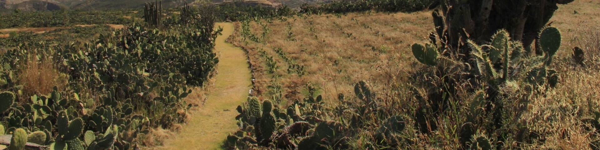 Located 22 kilometres north-east of Ayacucho, on the road to Quinua, the Wari ruins cover some 16 square kilometres in an isolated, elevated location in the middle of the biggest cactus forest I’ve ever seen.
The Wari were an ancient civilisation who flourished between 600 AD and 1100 AD, long before the Incas arrived. Their empire extended north beyond Chiclayo and south as far as Lake Titicaca (that’s the majority of the length of the entire country), with its capital on the pampa above Ayacucho. Once home to some 50,000 people, there is now possibly the same number of cactus plants in their place.
A fantastic place if you love cacti, nature, ruins, and isolation :-)