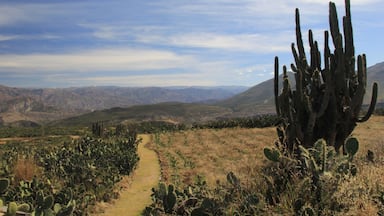 Located 22 kilometres north-east of Ayacucho, on the road to Quinua, the Wari ruins cover some 16 square kilometres in an isolated, elevated location in the middle of the biggest cactus forest I’ve ever seen.
The Wari were an ancient civilisation who flourished between 600 AD and 1100 AD, long before the Incas arrived. Their empire extended north beyond Chiclayo and south as far as Lake Titicaca (that’s the majority of the length of the entire country), with its capital on the pampa above Ayacucho. Once home to some 50,000 people, there is now possibly the same number of cactus plants in their place.
A fantastic place if you love cacti, nature, ruins, and isolation :-)