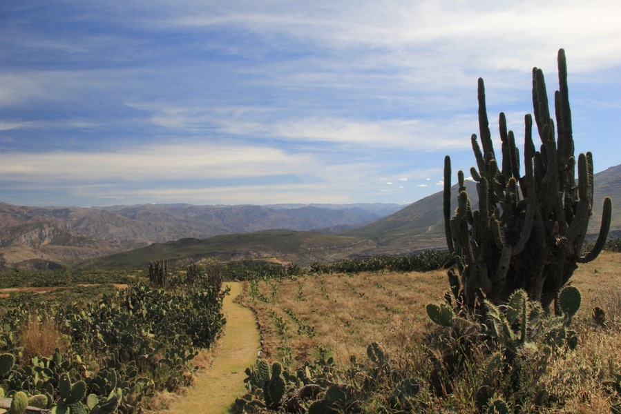 Located 22 kilometres north-east of Ayacucho, on the road to Quinua, the Wari ruins cover some 16 square kilometres in an isolated, elevated location in the middle of the biggest cactus forest I’ve ever seen.
The Wari were an ancient civilisation who flourished between 600 AD and 1100 AD, long before the Incas arrived. Their empire extended north beyond Chiclayo and south as far as Lake Titicaca (that’s the majority of the length of the entire country), with its capital on the pampa above Ayacucho. Once home to some 50,000 people, there is now possibly the same number of cactus plants in their place.
A fantastic place if you love cacti, nature, ruins, and isolation :-)