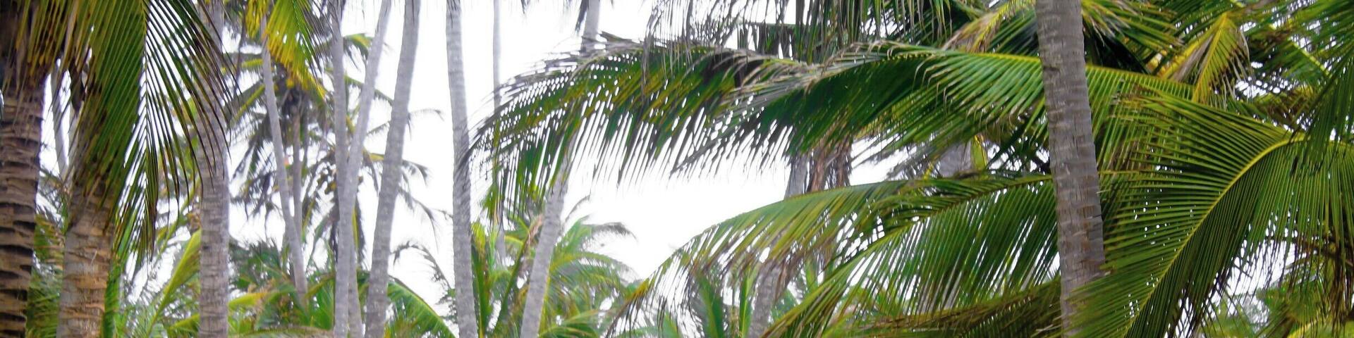 There are abundant palm tree forests at the Tayrona #NationalPark these are so beautiful and unique... An awesome place for palm tree lovers like me :D