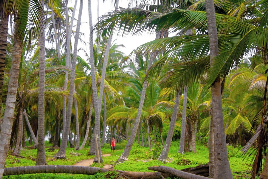 There are abundant palm tree forests at the Tayrona #NationalPark these are so beautiful and unique... An awesome place for palm tree lovers like me :D