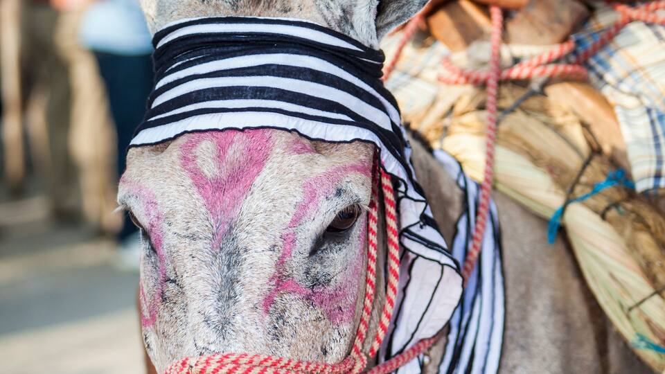 A donkey with a headband and a blanket.