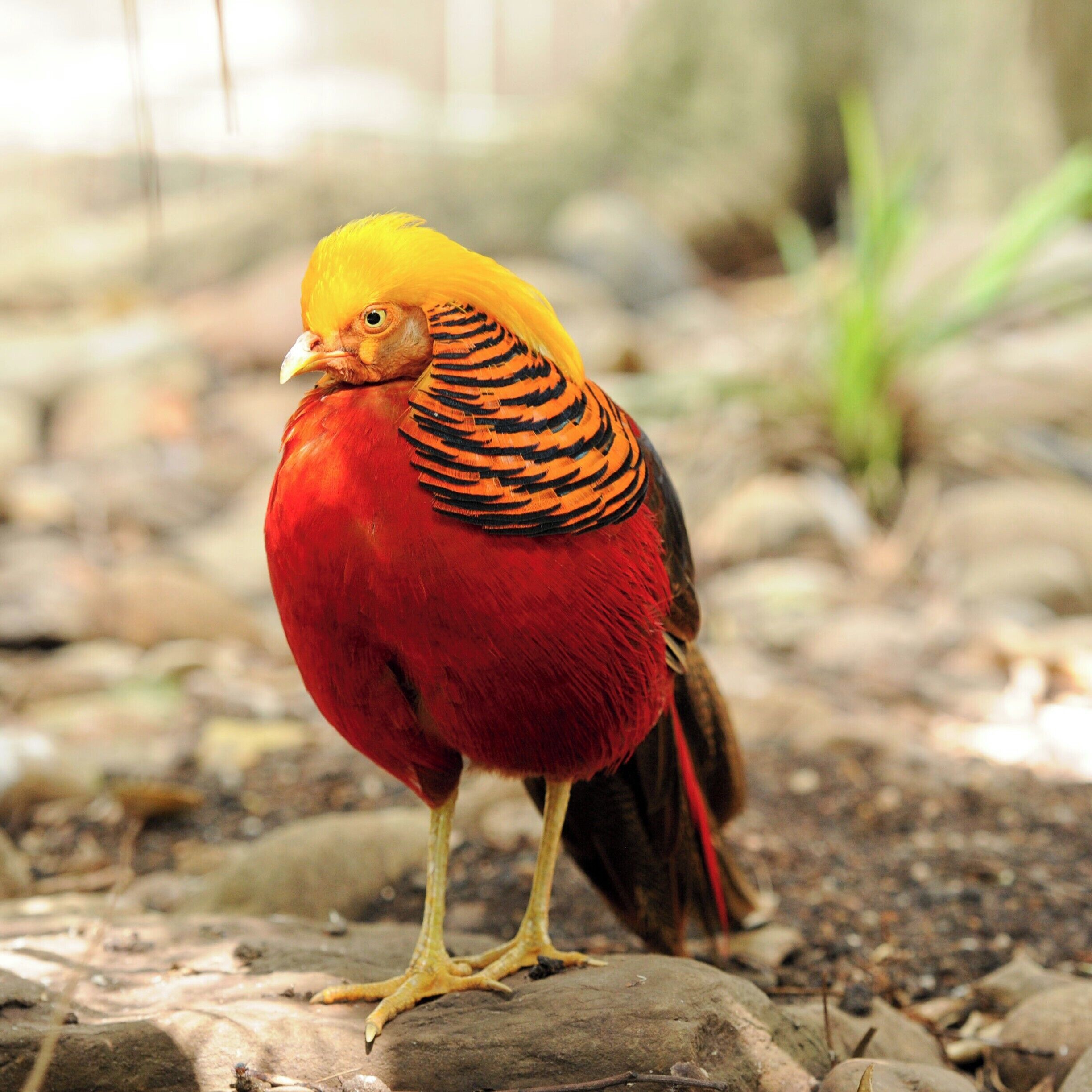 Featherdale Wildlife Park is a great place to take kids and is good for a 1/2 day excursion. You are able to interact with a few kangaroos and have an up close experience and photo "op" with koalas. Unless you are VERY much into birds and wildlife it is pretty much just a smallish zoo that most adults might find ... well a bit boring.